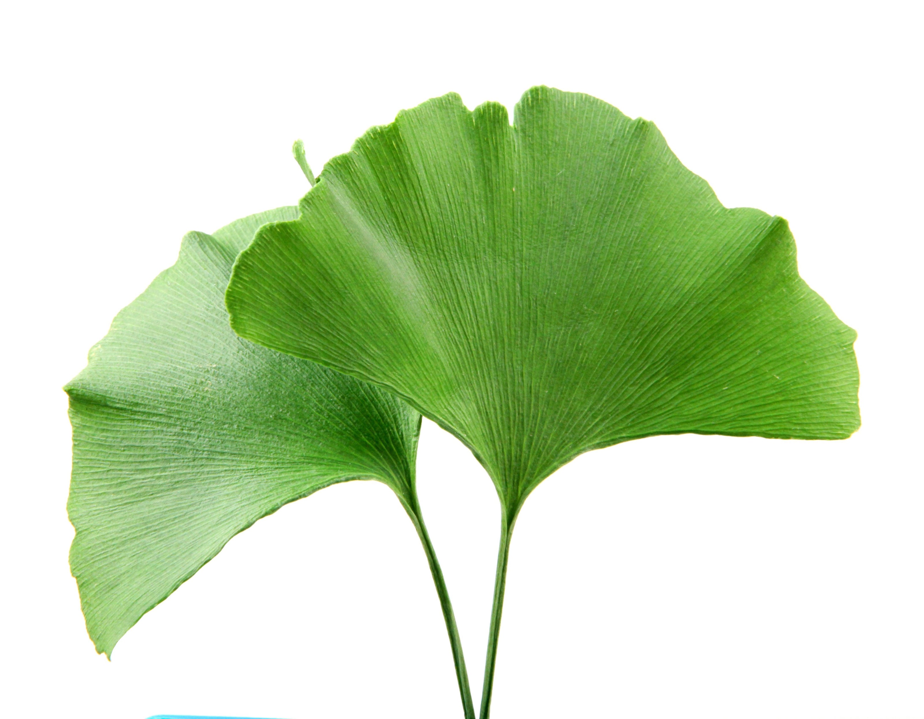 Feuilles de ginkgo biloba, mémoire et concentration.