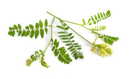 Astragale, plante adaptogène et tonifiante.