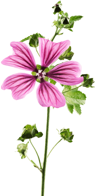 Mauve, plante adoucissante naturelle.