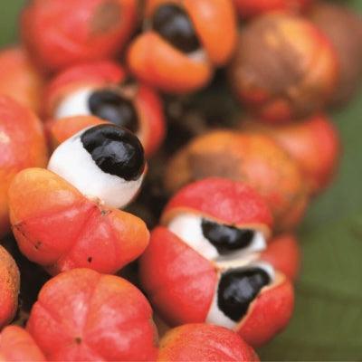 Fruits de guarana, énergie et éveil.