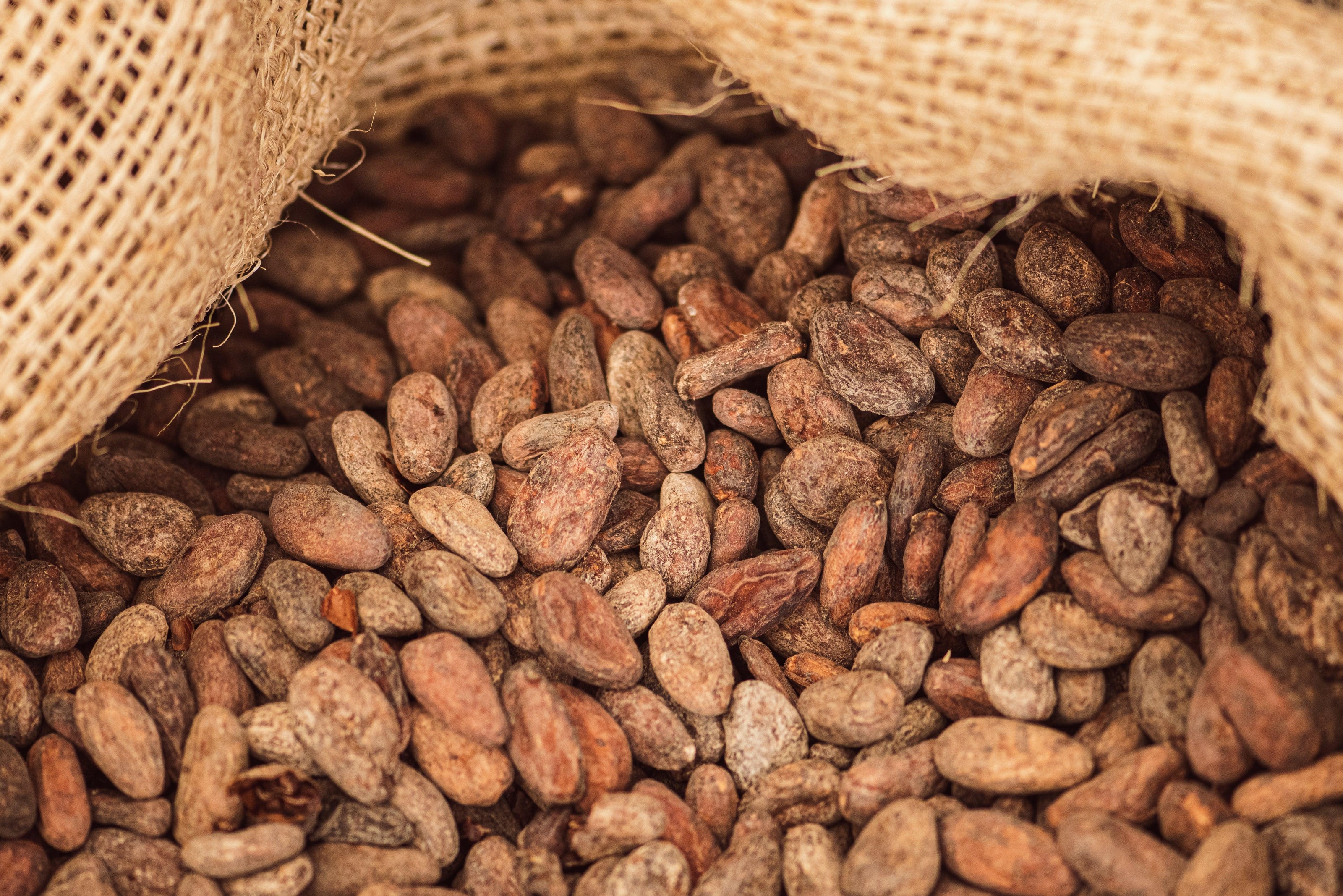 Fibres de cacao ingredients