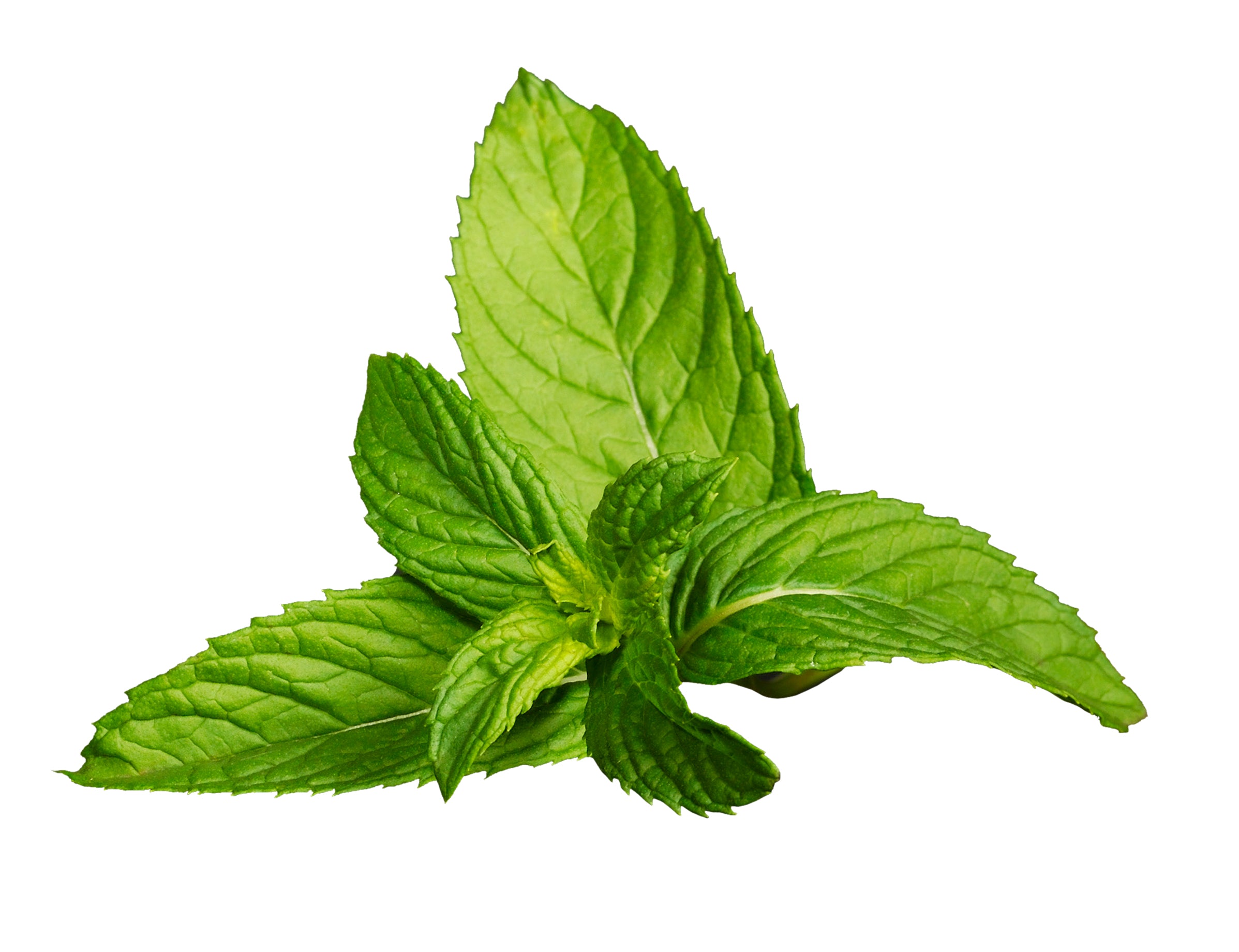 Ingredients menthe poivree